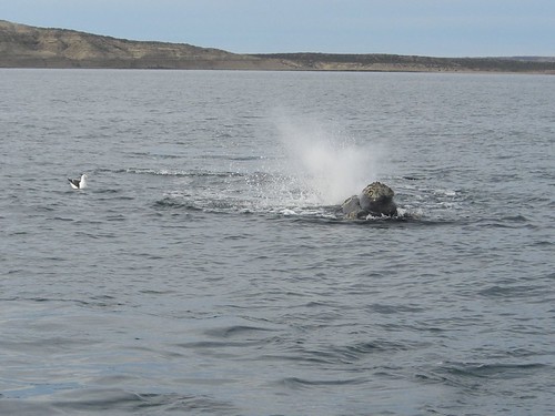 Whale spurting water