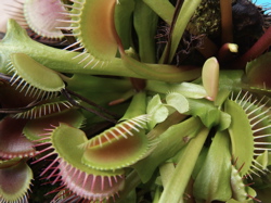 fly trap, new leaves