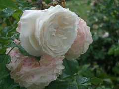 Rose in Versailles