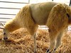 2006 TN State Fair Petting Zoo Llama