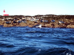 Longstone lighthouse and seals