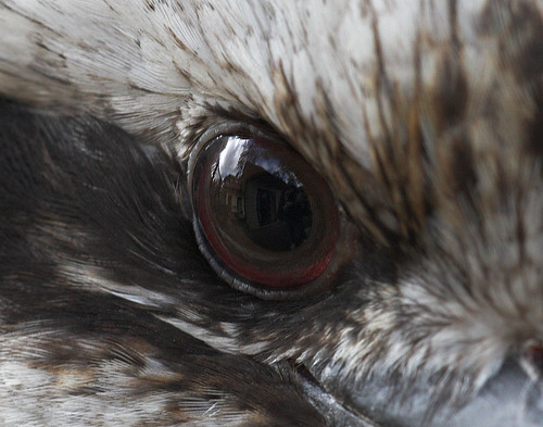Kookaburra eye