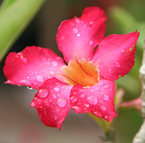 fleur-thailande