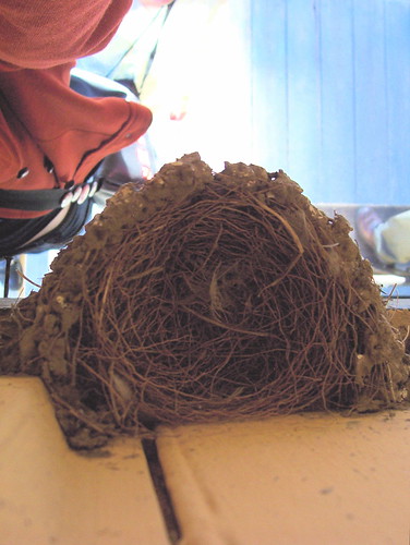 Inside the nest