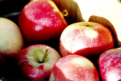 Ela Orchard apples