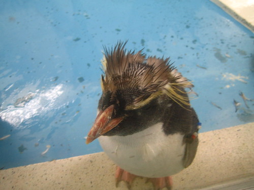 baby penguin with feathers still