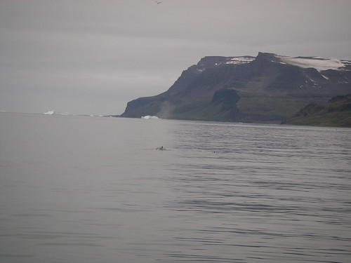 Disko Island Humpback Whale and Landscape