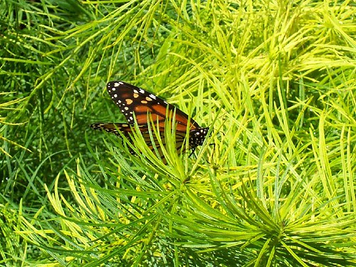Nature Realm Butterfly