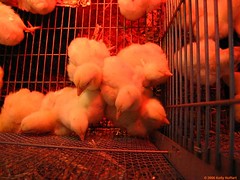 Chicks in a Cage