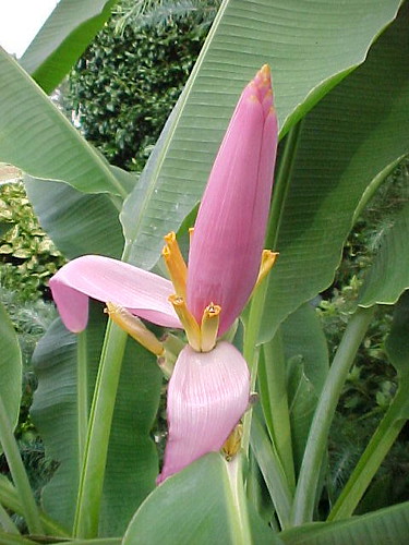 Musa - Banana Flower- Pink  West Cambridge