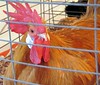 2006 TN State Fair Poultry Barn