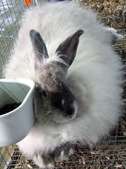 2006 TN State Fair: The fluffiest of rabbits
