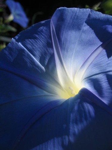 blue flower 1