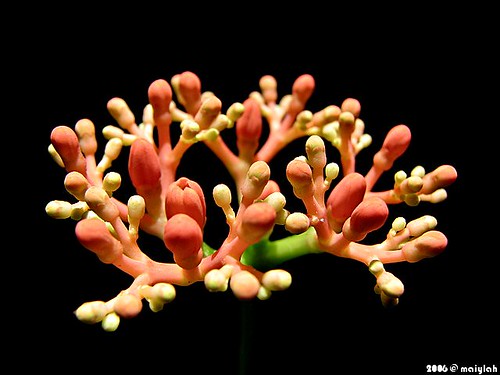 gout plant buds