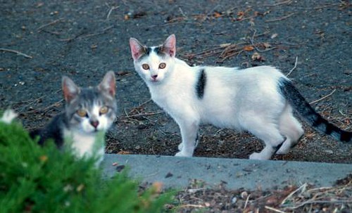 twocats