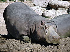 570.x231.out.hippo