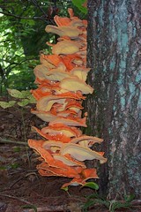 chicken of the woods or sulphur shelf fungus (Laetiporous sulphureous), I think