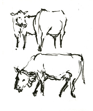 cowsagain