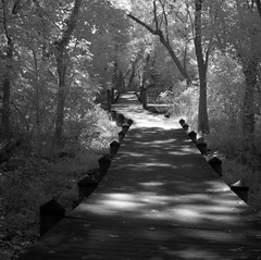 Roosevelt Island Swamp Walkway