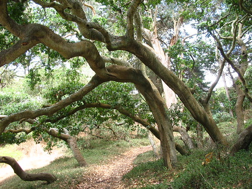 oak trees