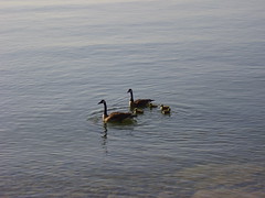 baby geese 006