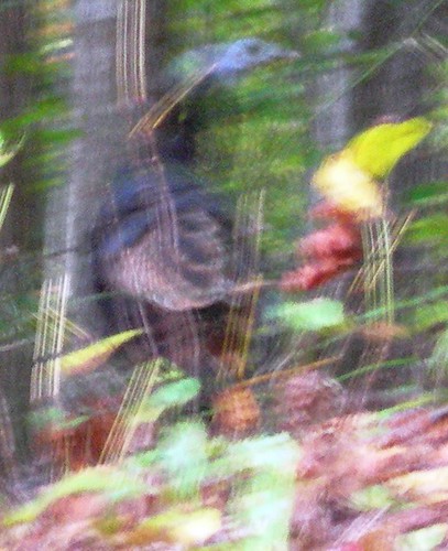 Blurry picture of wild turkey
