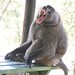 Our Baboon Friend