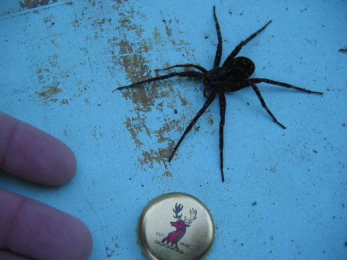 Huge dock spider