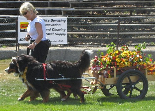 Squamish Dog Festival