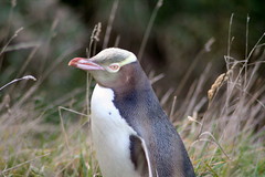 Yellow-eyed penguin close-up
