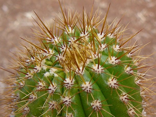 cactus_908x