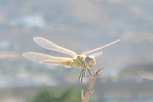 Cypriot Dragonfly
