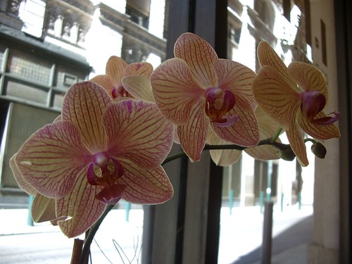 I think these are orchids.