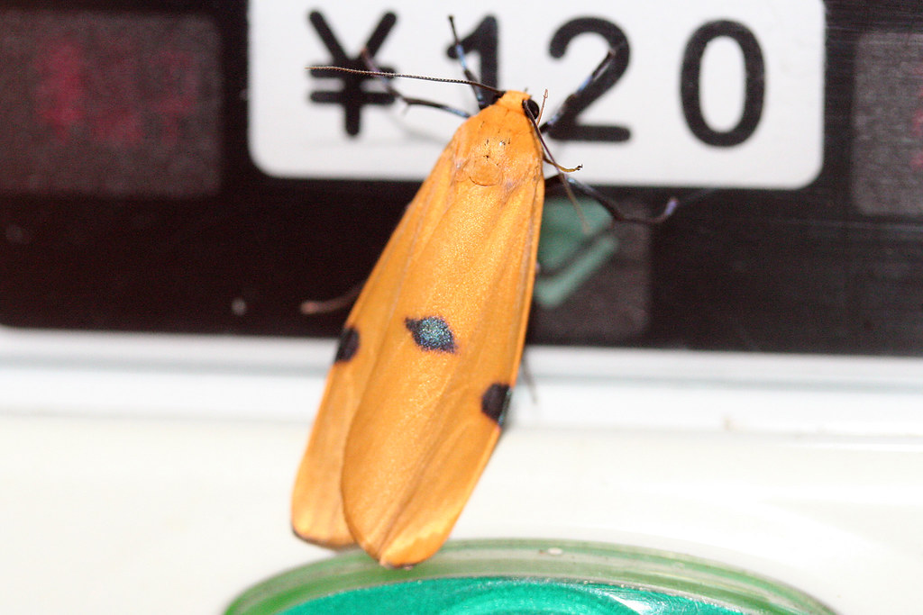 Four-spotted Footman