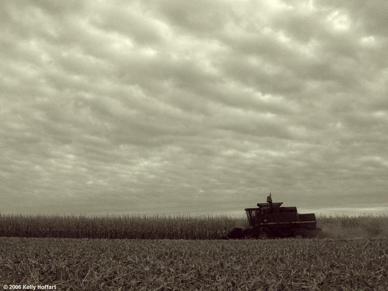 Harvesting Corn I