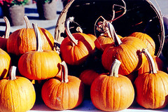 DCFM pumpkins