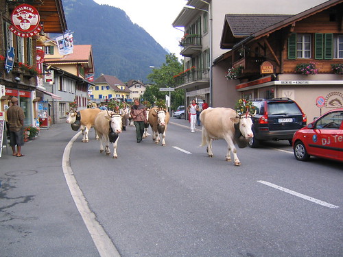 cow parade, every thursday