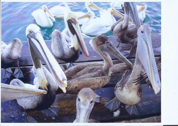 flock_of_pelicans