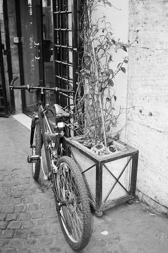Sunflower and bike