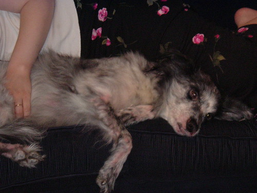 Nika on the couch