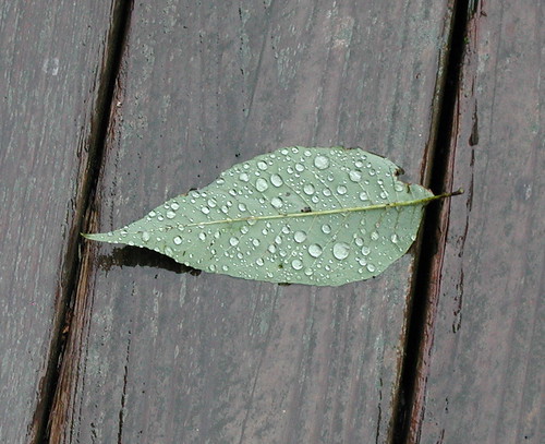 leaf in a storm