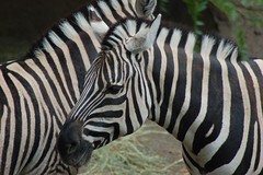Zebras 2