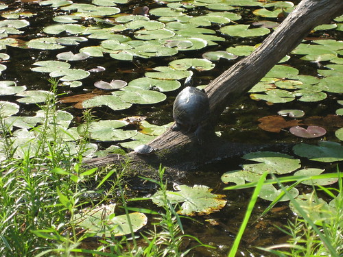 Turtles in the Lily Pond