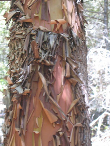 Super Peely Madrone