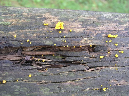 木頭扶手長出了小花還是菇類？