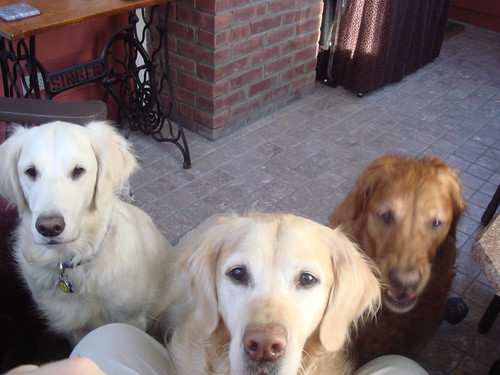 Pack of Goldens