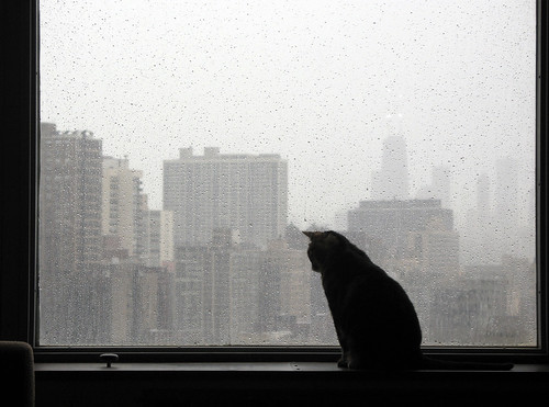 Rain Cat