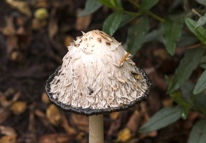 Mushrooms-3