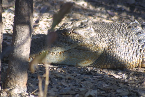 Crocodile at Sunset Yellow Waters