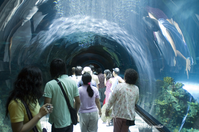 屏東海洋生物館最佳觀賞海洋生態的海底隧道